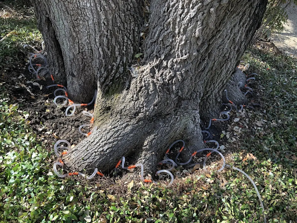 Detailed Tree Cabling and Bracing job site in Valdez